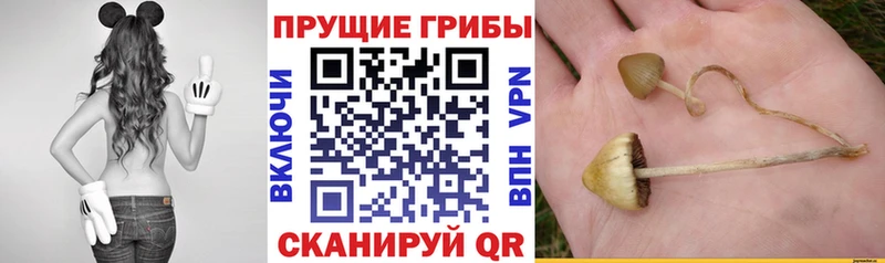 Купить  Таруса  Галлюциногенные грибы MAGIC MUSHROOMS 